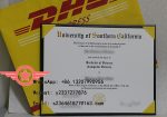 Sample USC Computer Science fake certificate